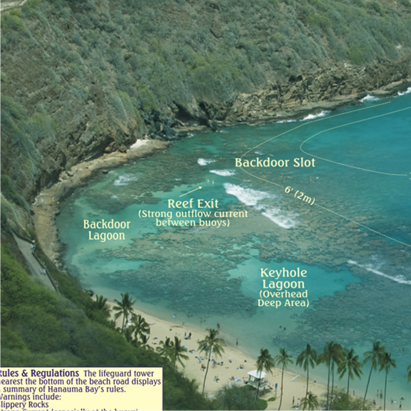 Franko Maps Hanauma Bay Creature Guide 14 X 21 Inch