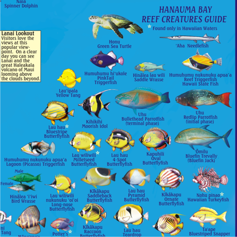 Franko Maps Hanauma Bay Creature Guide 14 X 21 Inch