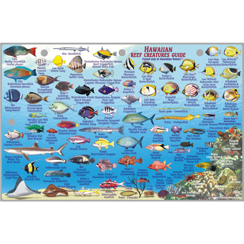 Franko Maps Lanai Hawaiian Reef Dive Creature Guide 5.5 X 8.5 Inch