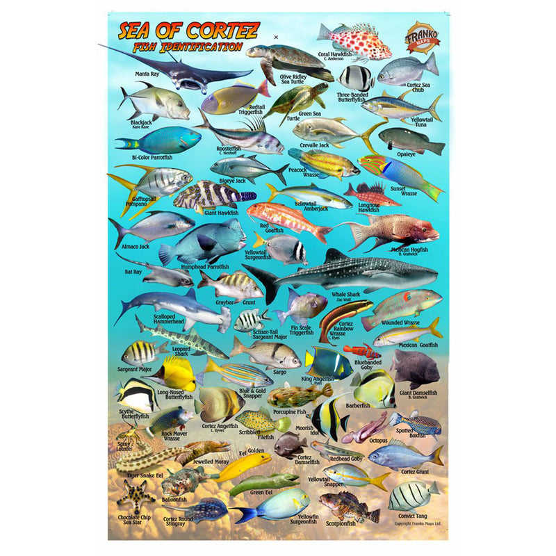 Franko Maps Central Sea Of Cortez Dive Creature Guide 5.5 X 8.5 Inch