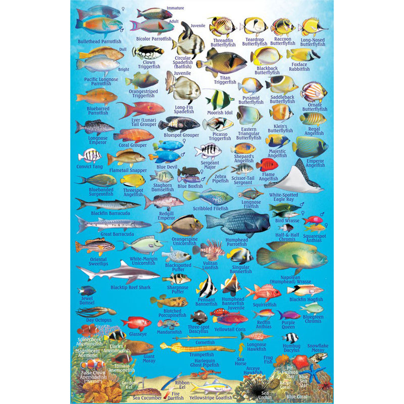 Franko Maps Philippines Reef Dive Creature Guide 5.5 X 8.5 Inch