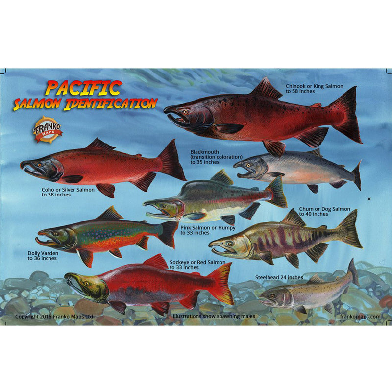 Franko Maps Pacific Northwest Salmon Creature Guide 5.5 X 8.5 Inch