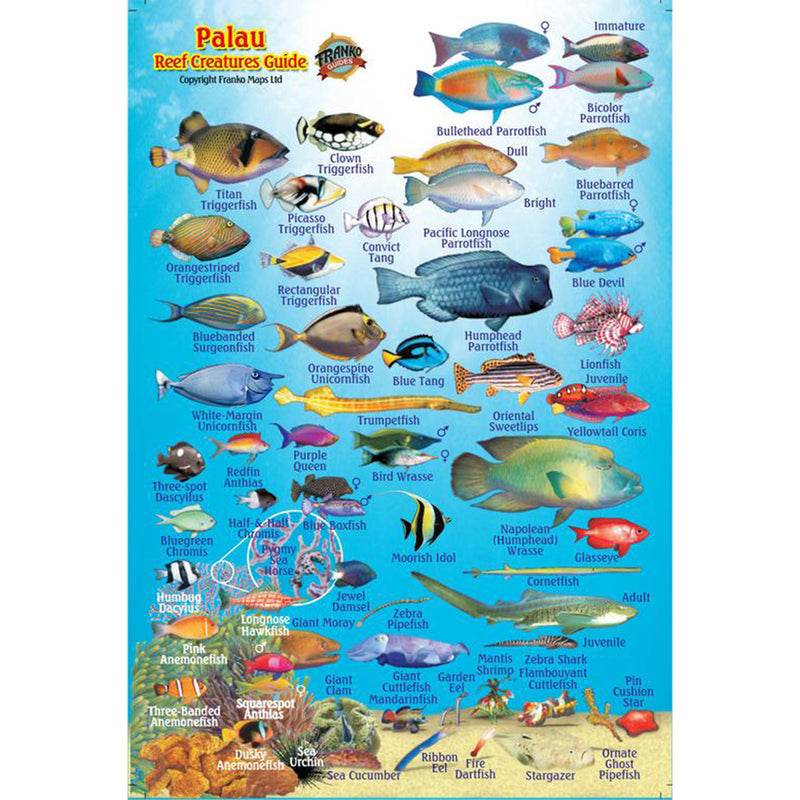 Franko Maps Palau Reef Creature Guide 4 X 6 Inch