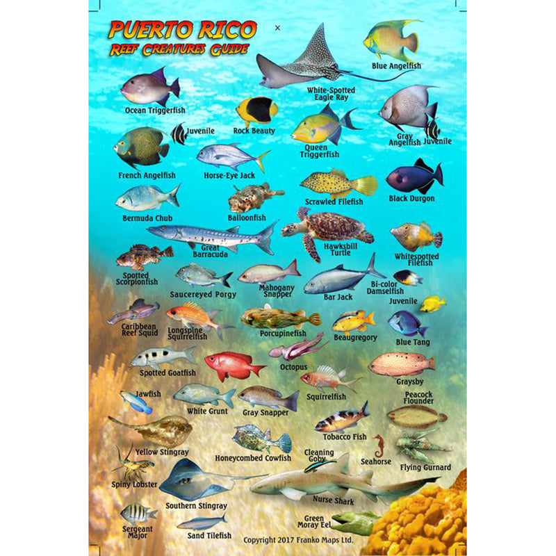 Franko Maps Puerto Rico Reef Creature Guide 4 X 6 Inch