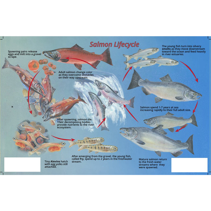 Franko Maps Pacific Northwest Salmon Creature Guide 5.5 X 8.5 Inch