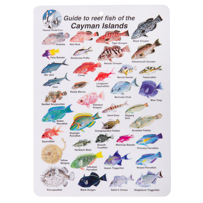 Mini Cayman Fish Card