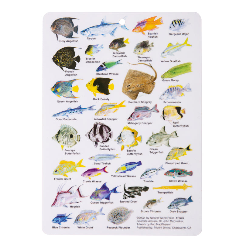 Mini Cayman Fish Card