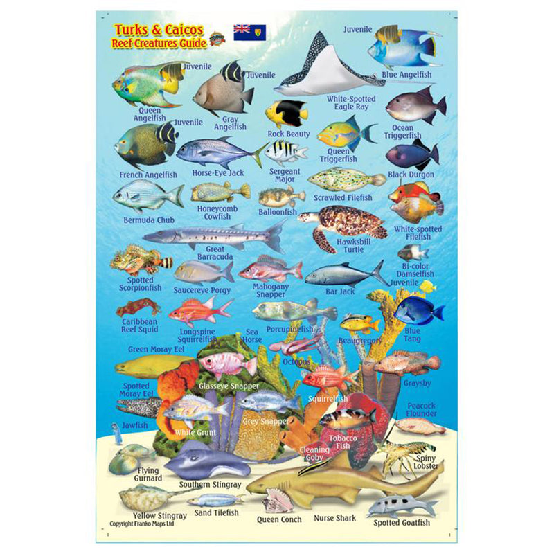 Franko Maps Turks And Caicos Reef Creature Guide 4 X 6 Inch