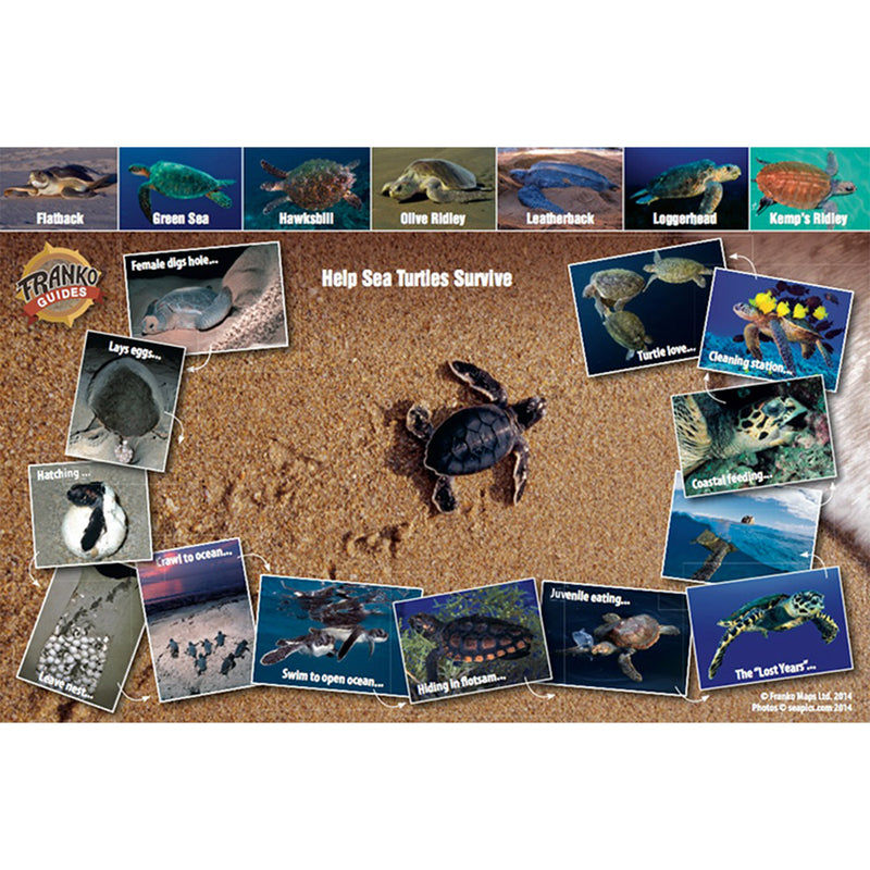 Franko Maps Sea Turtle Lifecycle Creature Guide 5.5 X 8.5 Inch