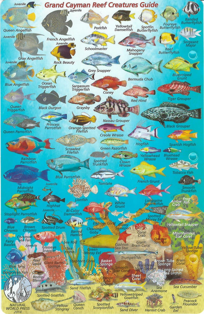 Franko Maps Grand Cayman Island Dive Map & Reef Creatures Guide