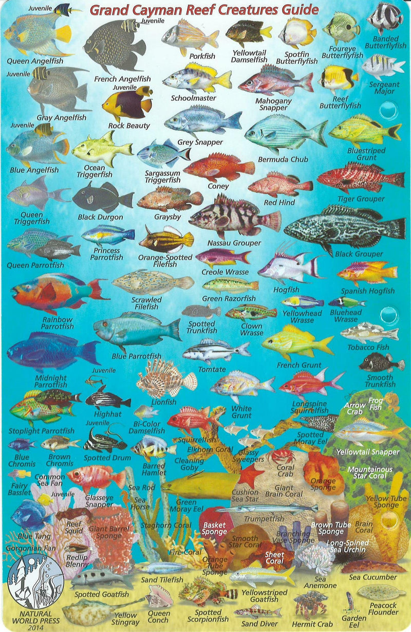 Franko Maps Grand Cayman Island Dive Map & Reef Creatures Guide