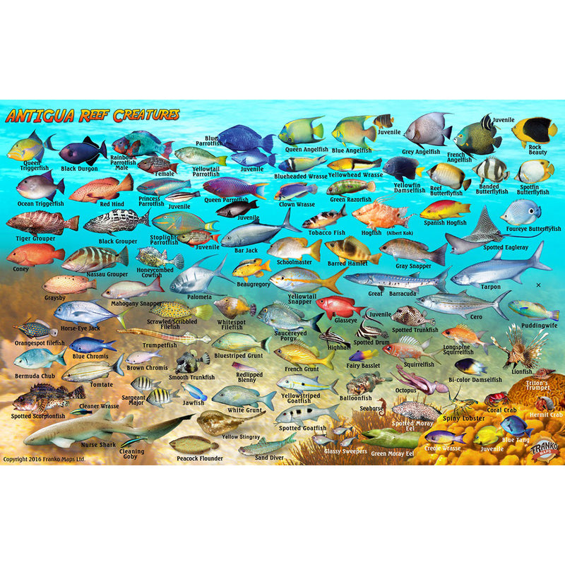 Franko Maps Antigua Reef Dive Creature Guide 5.5 X 8.5 Inch