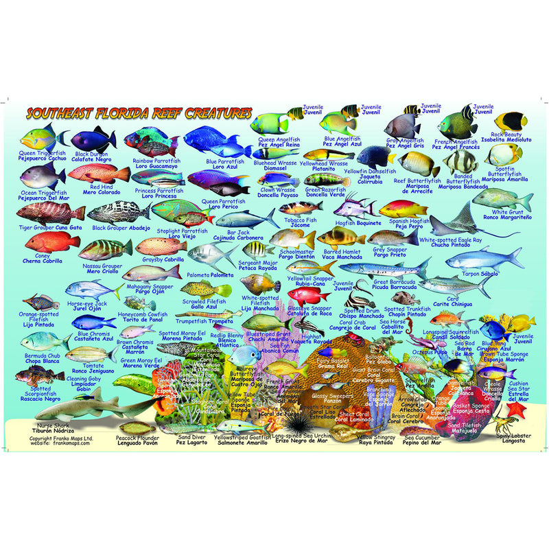 Franko Maps Southeast Florida Reef Dive Creature Guide 5.5 X 8.5 Inch