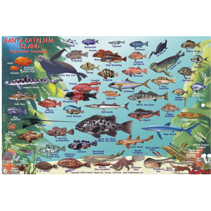 Franko Maps Santa Catalina Reef Dive Creature Guide 6 X 9 Inch