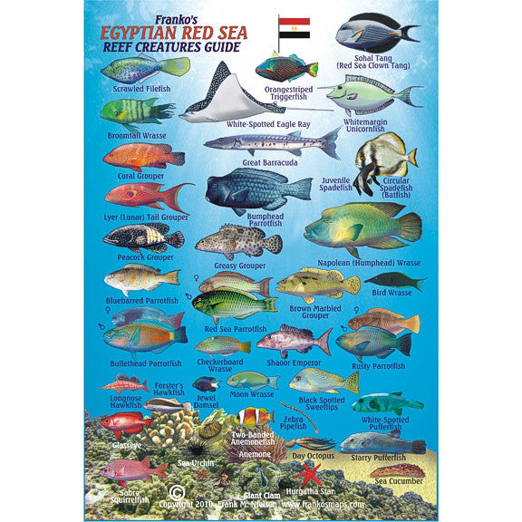 Franko Maps Egyptian Red Sea Reef Creature Guide 5.5 X 8.5 Inch