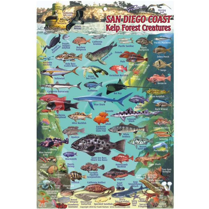 Franko Maps San Diego Coast Dive Creature Guide 6 X 9 Inch